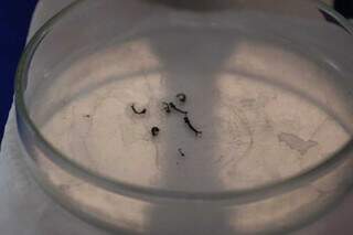 Mosquito da dengue ainda na fase de larva (Foto: Marcos Maluf)