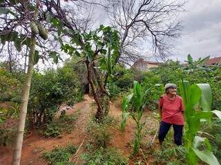 De árvore buchinha até milho, cada espaço ganha uma nova plantação. (Foto: Aletheya Alves)