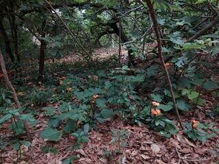 Adubo de flores acaba sendo as folhas deixadas por árvores. (Foto: Aletheya Alves)