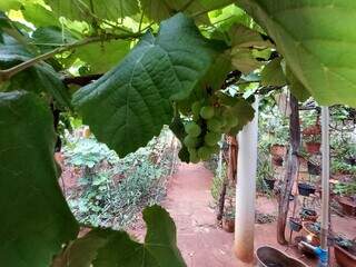 Até parreira de uva foi plantada por Nair e hoje ela colhe os frutos. (Foto: Aletheya Alves)