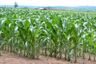 Cultivo de milho primeira safra em MS é menor este ano, devido à cautela dos agricultores com a ocorrência da cigarrinha. (Foto: Arquivo/Embrapa)