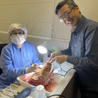 Técnica foi realizada em cabeça de porco (Foto: Caio Sakamoto)