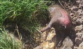 Capivara encontrada morta (Foto: divulgação PMA) 