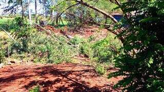 Local onde produtor rural morreu prensado por galhos de eucalipto (Foto: Adilson Domingos)