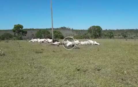 Fiação se rompe e mata 12 vacas eletrocutadas em fazenda na Capital