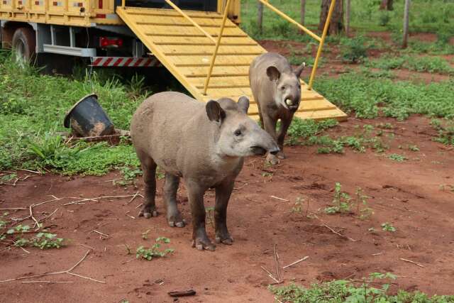 Ap&oacute;s tratamento, antas resgatadas em rodovias s&atilde;o reintroduzidas na natureza