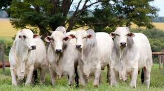 Bovinos em propriedade rural sul-mato-grossense; valor da arroba oscila entre R$ 254,00 e R$ 259,00 em MS. (Foto: Arquivo/Semagro-MS)