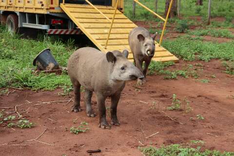 Após tratamento, antas resgatadas em rodovias são reintroduzidas na natureza