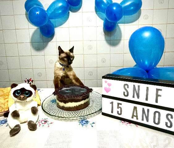 Snif tem 15 anos e já foi parar na famosa página “Sebastião Salgados”