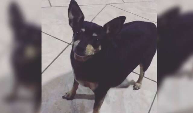 Pitbull invade casa e mata pinscher no Z&eacute; Pereira