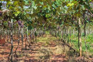 O parreiral ainda está cheio da fruta. (Foto: Marcos maluf)