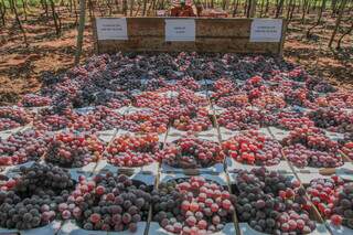 Caixas e mais caixas de uvas à venda por preço especial. (Foto: Marcos Maluf)