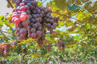 Cacho carregado de uvas na Estância Angélica. (Foto: Marcos Maluf)