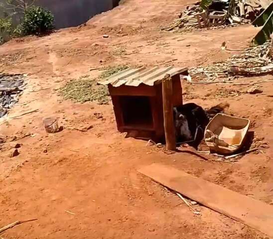 Abandonado no sol e sem &aacute;gua, cachorro comove moradora que pede ajuda