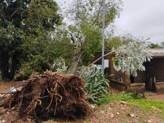 Árvore foi arrancada pela raíz com a força do vento e caiu sobre residência. (Foto: Direto das Ruas)