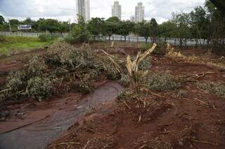 Árvores foram retiradas para manutenção de área assoreada no parque (Foto: Kisie Ainoã)