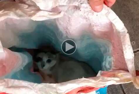 Gato é encontrado vivo dentro de saco de lixo em condomínio