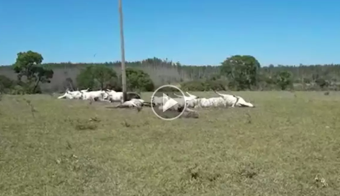 Fazenda em que gado morreu eletrocutado teve prejuízo de R$ 70 mil