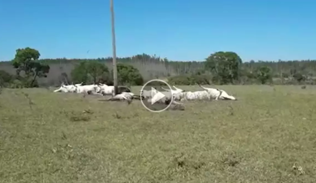 Fazenda em que gado morreu eletrocutado teve preju&iacute;zo de R$ 70 mil