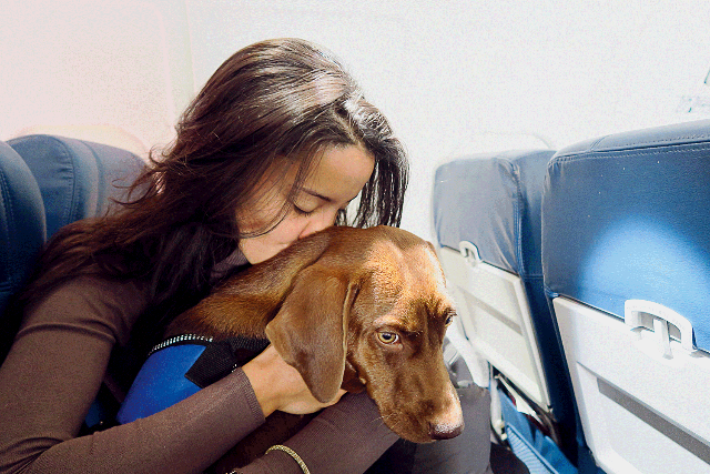 Pets também vão ganhar “lanchinho” em voos nacionais