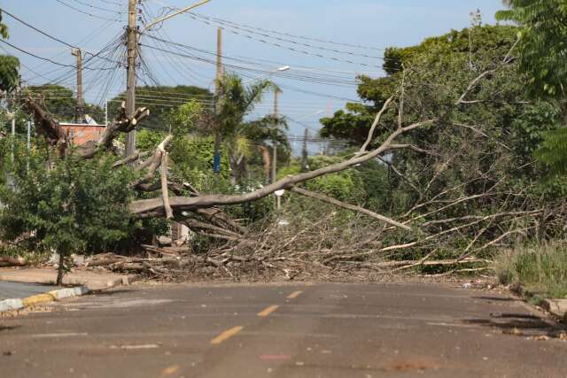 Chuva derruba &aacute;rvore de 30 anos e rua fica interditada no Jardim Im&aacute;