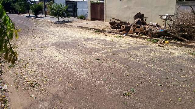 Rua interditada por &aacute;rvore que caiu no Jd. Im&aacute; j&aacute; est&aacute; liberada
