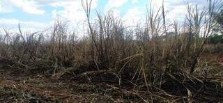 Área de cana-de-açúcar que foi afetada pelo incêndio. (Foto: PMA)
