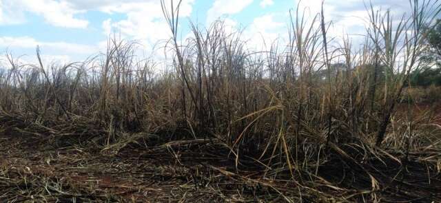 PMA autua usina sucroenerg&eacute;tica por inc&ecirc;ndio em 163 hectares de cana