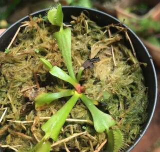 Já a Dionaea sai a partir de R$ 30. (Foto: Arquivo pessoal)