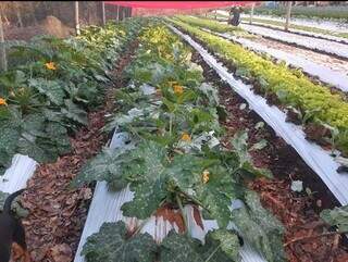 Plantação de Abóbora Italiana (Foto: Divulgação/Associação de Pequenos Produtores Rurais Nova Era)