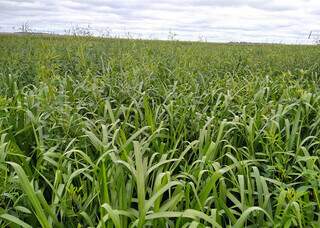 Campo cultivado com capim e crotolária; produtores já percebem melhorias no solo desde a primeira safra