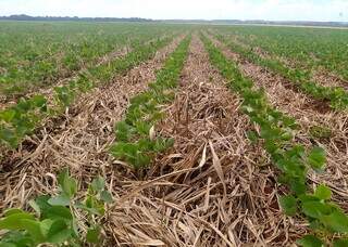 Soja em plantio direto na palhada de crotolárias; sistema ajuda a fixar nitrogênio na terra e reduz custos de produção