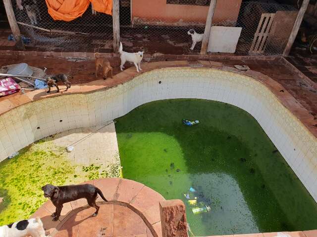 Pol&iacute;cia suspeita que cachorros em ONG bebiam &aacute;gua de piscina suja