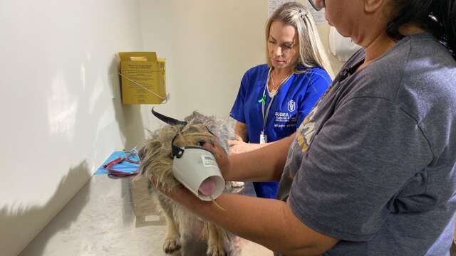 Cachorros aguardam atendimento em primeiro dia de funcionamento em &quot;UPA&quot; animal