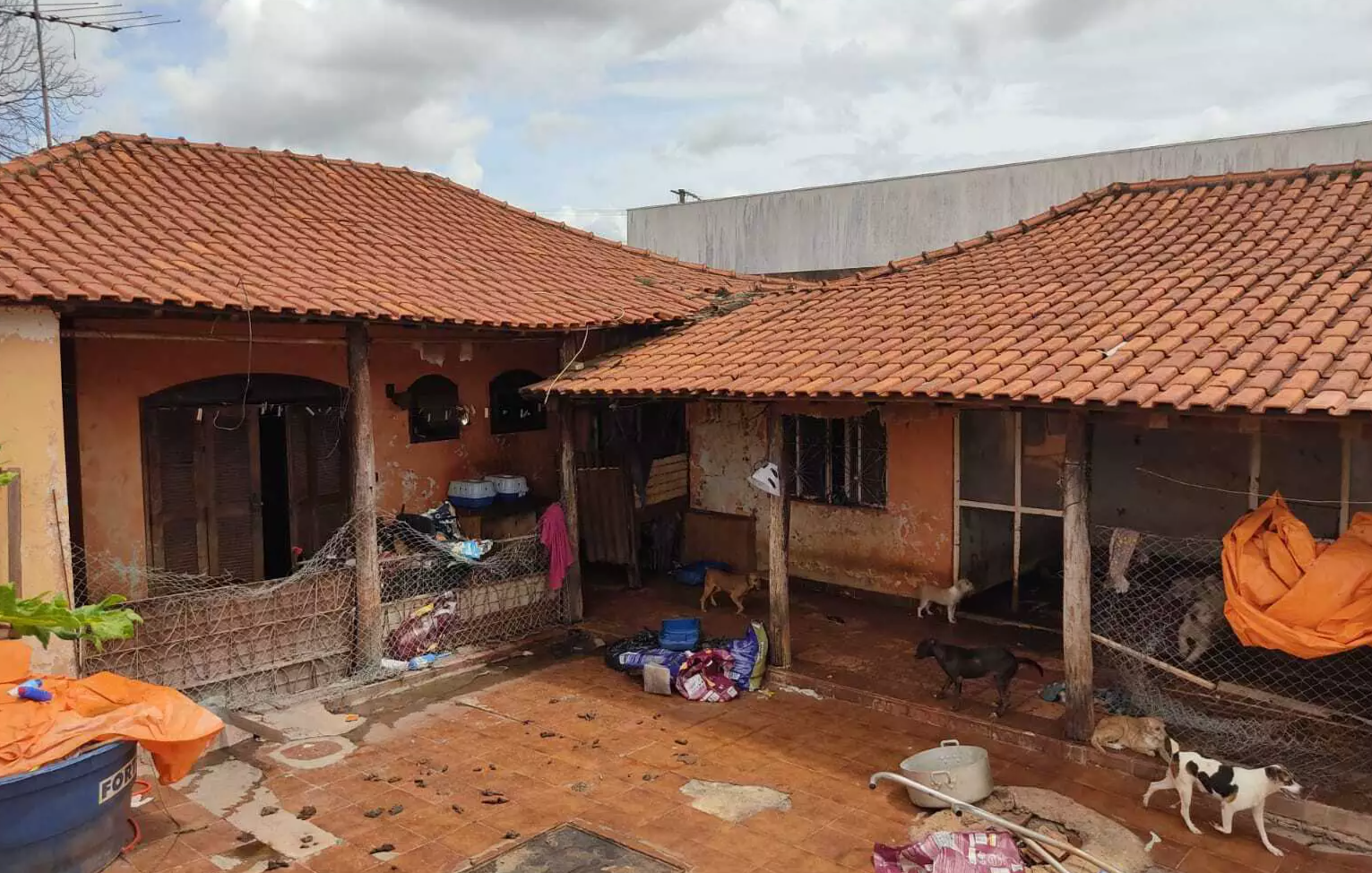 ONG que cuida de animais vítimas de maus-tratos está sendo despejada de  casa em Palmas, Tocantins