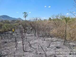 Área atingida por incêndio no Pantanal de MS. (Foto/Arquivo/Corpo de Bombeiros)