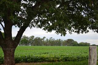 Área plantada com soja na região sul de Campo Grande, MS. (Foto: José Roberto dos Santos)