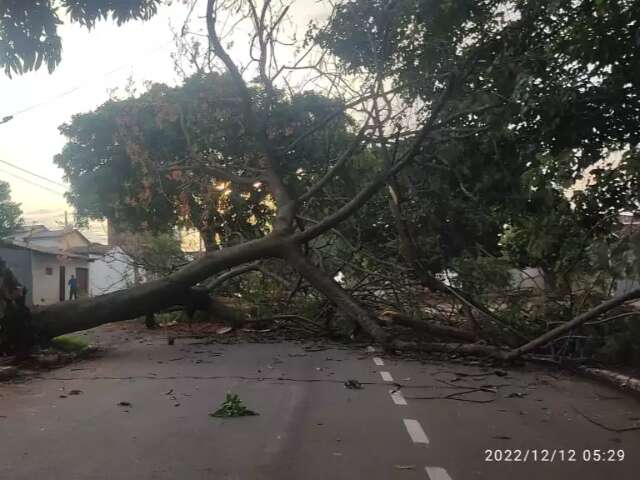 Ap&oacute;s chuvarada, &aacute;rvore cai e bloqueia avenida na Vila Almeida