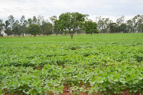 Produ&ccedil;&atilde;o de soja em Mato Grosso do Sul tem um aumento de 49,4%