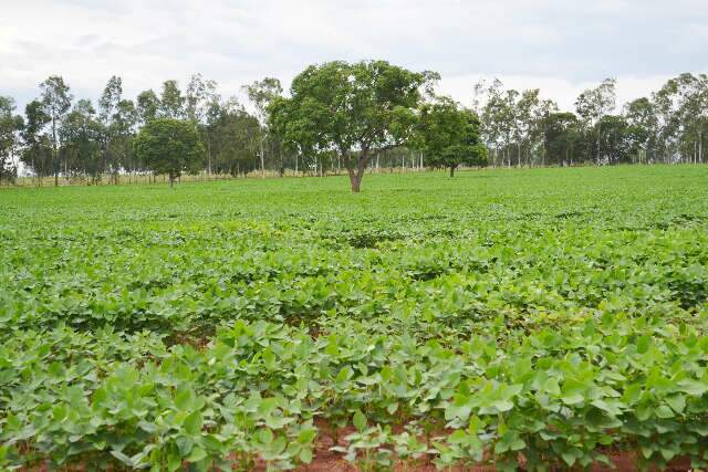 Produção de soja em Mato Grosso do Sul tem um aumento de 49,4%