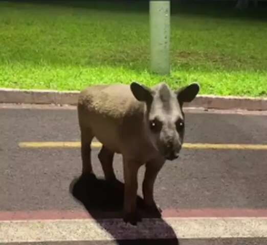 Depois dos bugios, antas roubam cena em bairros da Capital