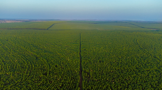 Floresta plantada de eucalipto da Eldorado em Três Lagoas. (Foto: Divulgação)