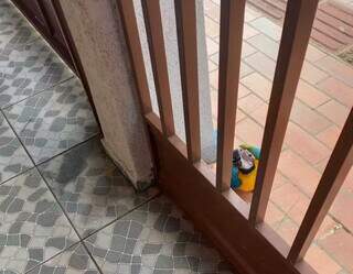 Arara foi encontrada no portão da casa no Bairro Tiradentes, por volta das 6h. (Foto/Direto das Ruas)