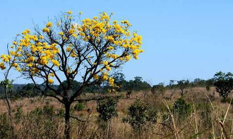 Cerrado registra aumento no desmatamento de 25% neste ano