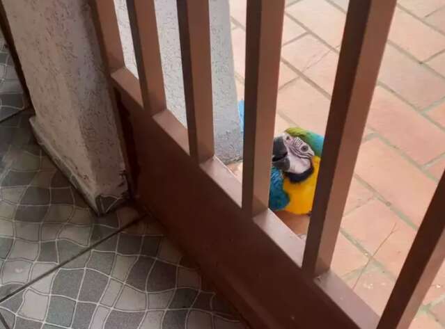 Aposentada &eacute; surpreendida por arara-canind&eacute; na porta de casa no Tiradentes