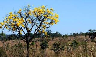 Área com supressão de vegetação nativa foi de 8.531,44 quilômetros quadrados. (Foto: Agência Brasília)