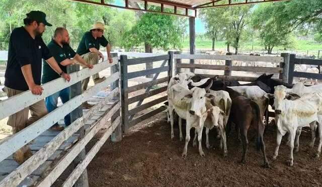 Iagro encontra no Paraguai 230 cabe&ccedil;as de gado furtadas em MS