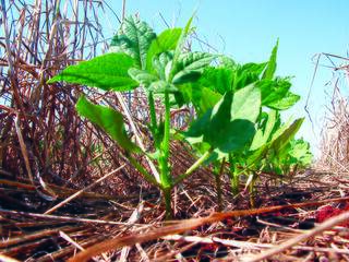 Soja cultivada em sistema de plantio direto na palha; técnica minimiza impacto sobre o solo e agrega matéria-prima. (Foto: Arquivo/Embrapa)