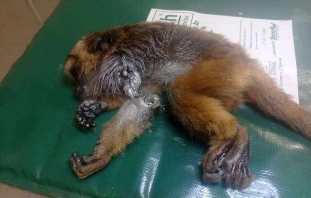 V&iacute;deo: bugio &eacute; resgatado com bra&ccedil;o quase amputado por linha de cerol