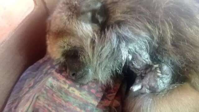 Ferida com cerol, macaquinha teve bra&ccedil;o amputado e pode n&atilde;o voltar &agrave; natureza